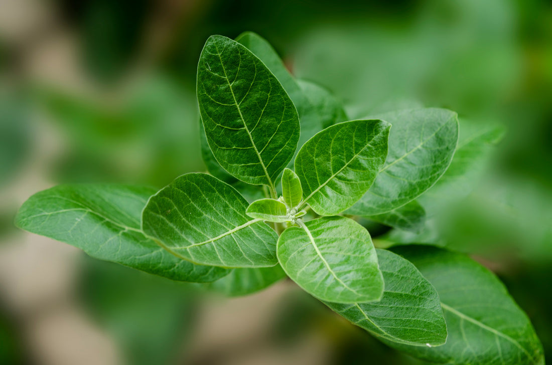 The Power of Organic Ashwagandha: Nature’s Stress Reliever